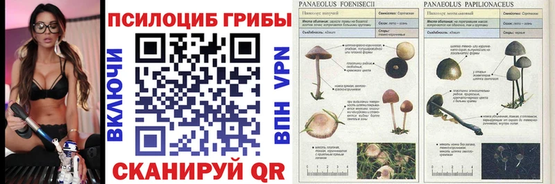 Псилоцибиновые грибы Magic Shrooms  Купить  Жердевка 